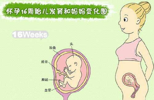 胎儿在母体内的生活,胎儿在母体里一天最多能长多少