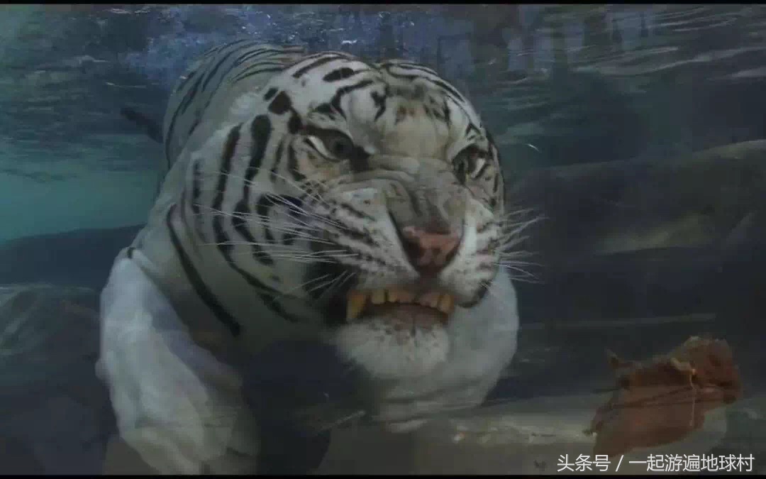 长隆野生动物世界游玩北门攻略,长隆野生动物世界旅游攻略路线