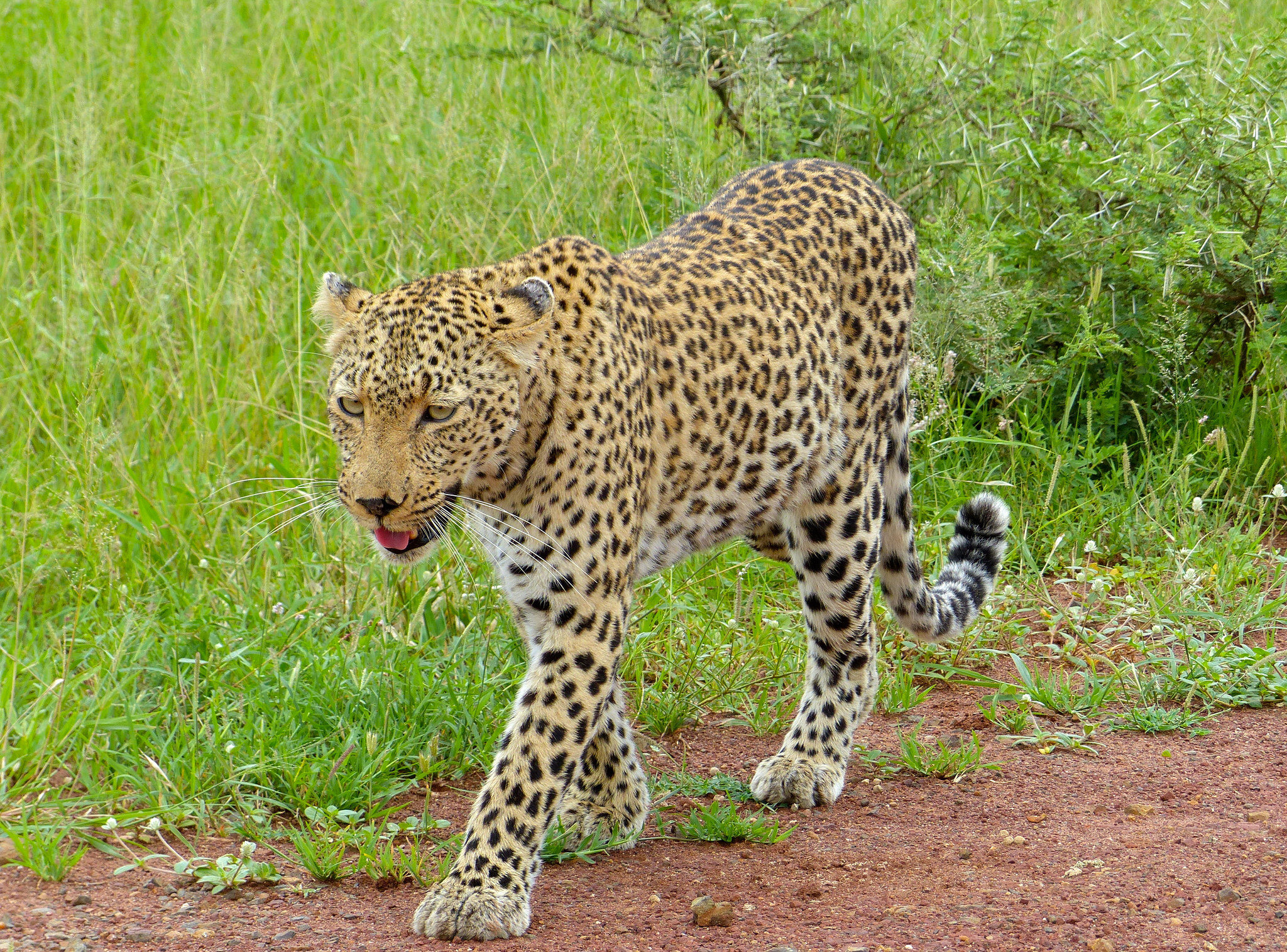 豹子在非洲的地位如何？有什么敌人或者对手吗？