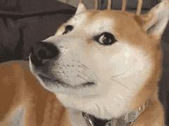 外国人春节凑热闹,中国过年老外凑热闹