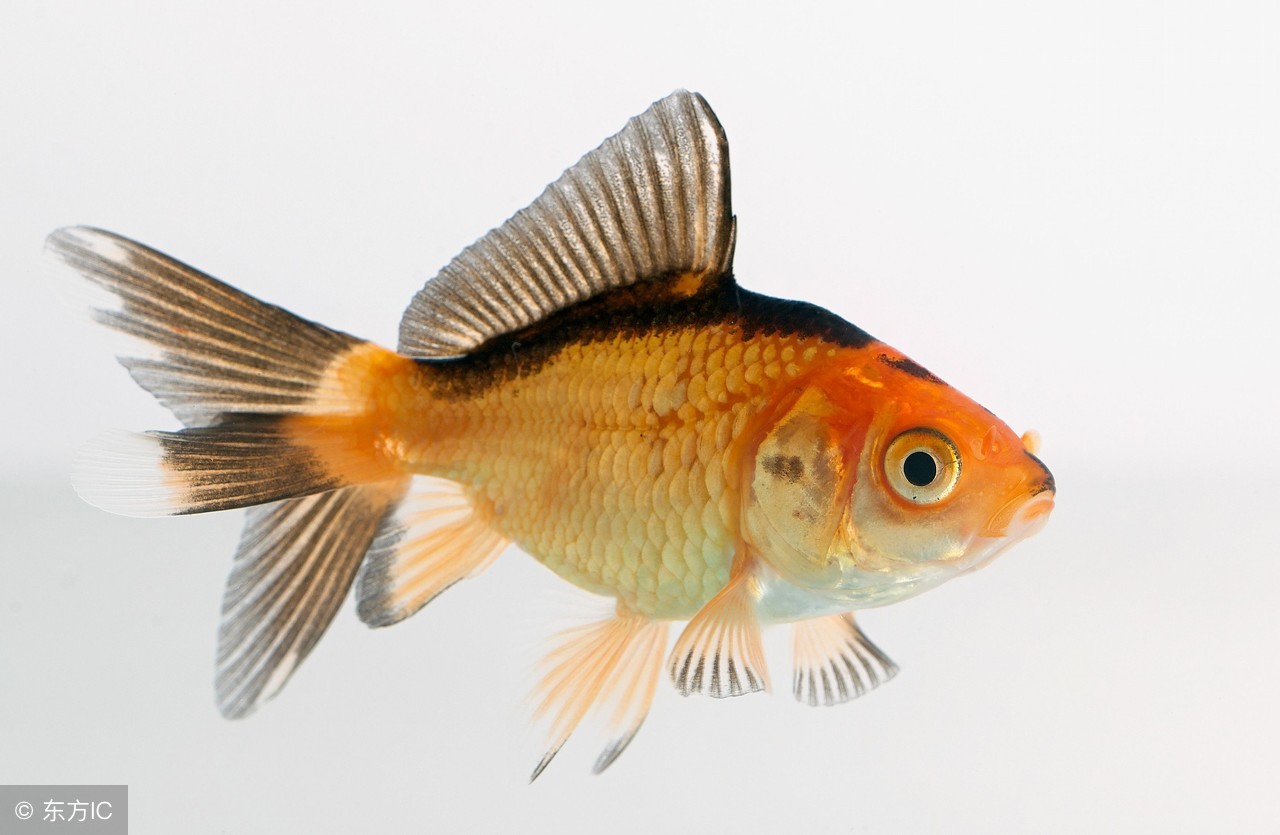 怎样养好金鱼苗,养好兰寿金鱼的诀窍