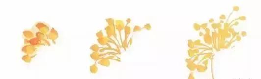 果果小写意牡丹画法教学视频,王绣写意牡丹画法零基础视频