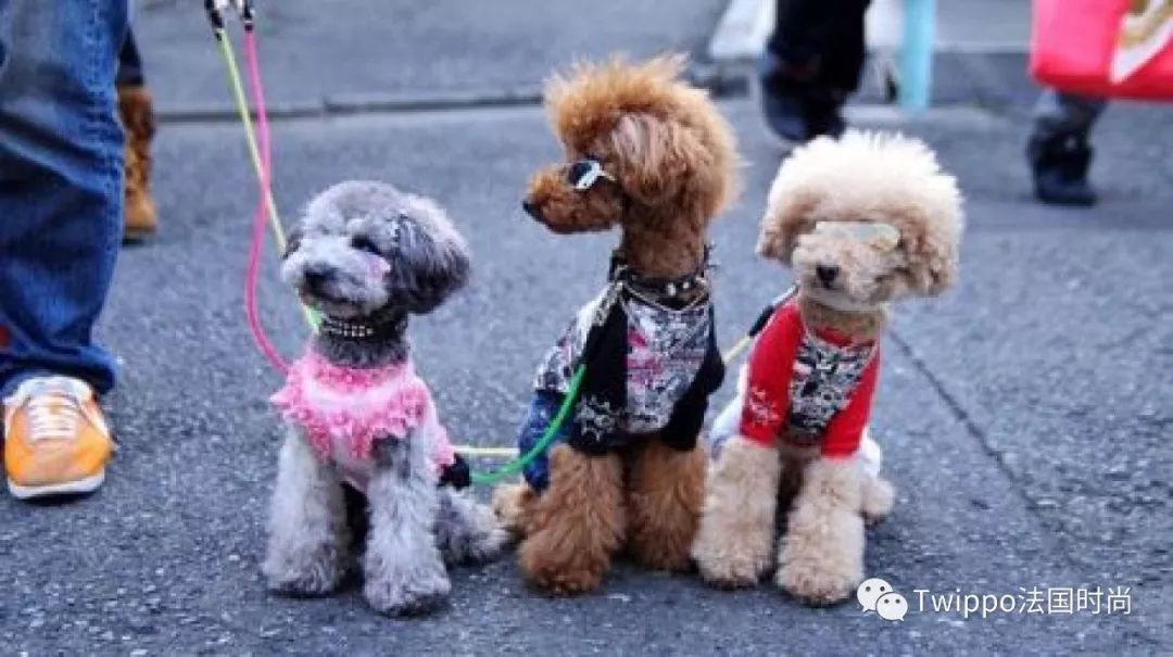 吐槽完了狗年单品，你给你的狗主子买了什么？