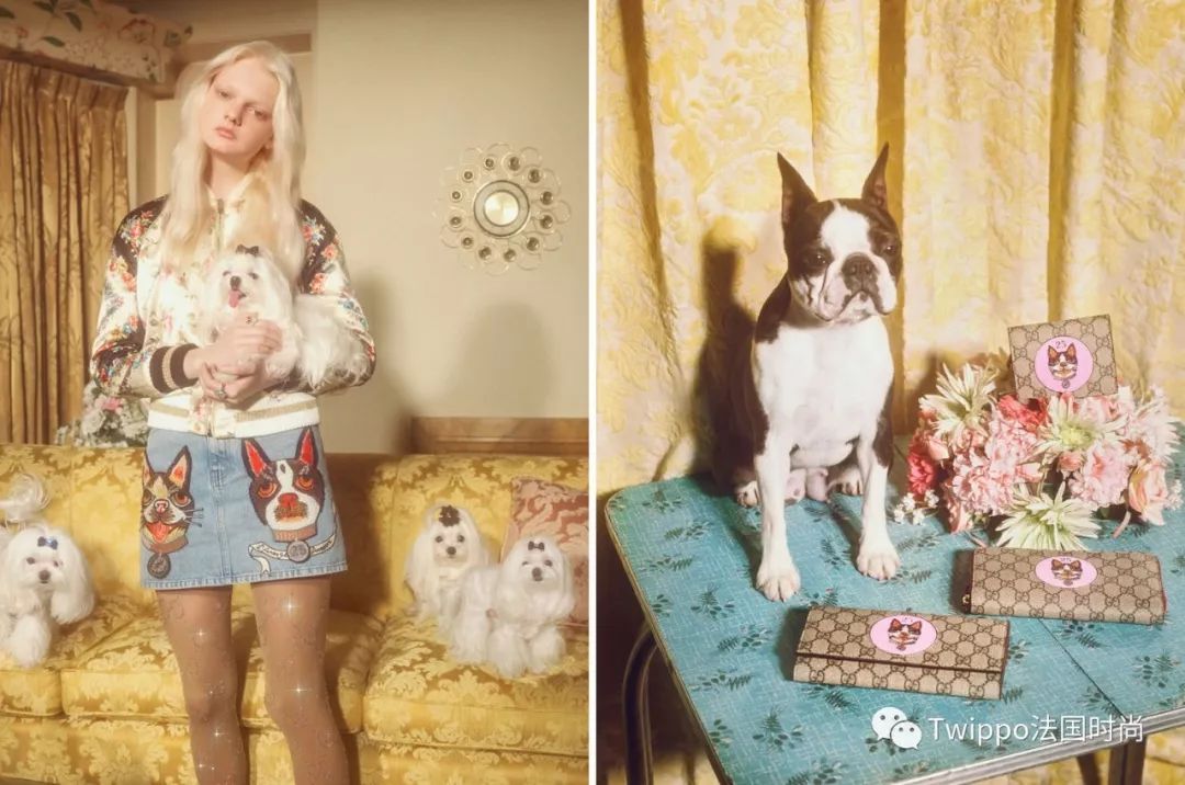 吐槽完了狗年单品，你给你的狗主子买了什么？