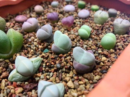 多肉生石花绿色是什么品种,多肉植物生石花干瘪软