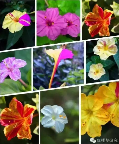 芳官把茉莉粉给贾环,贾环把茉莉粉给了谁