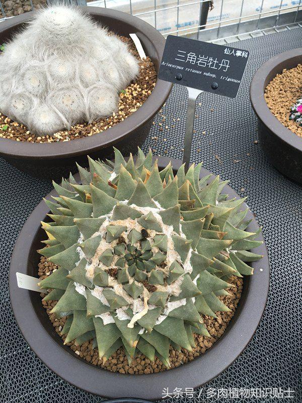 多肉植物杂交育种技术,嫁接多肉植物技术