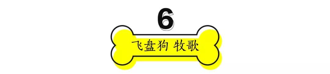 成都的十条网红狗，有的住豪宅穿名牌，比人活得还巴适