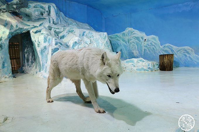 哈尔滨极地馆体验,哈尔滨极地馆之精彩瞬间