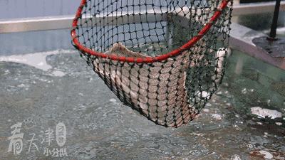 天津大胡同市集,天津最全年货市集都在这儿了