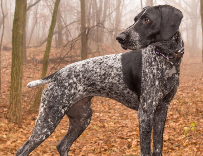 akc认证的犬种,akc认可的148个犬种