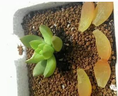 多肉冻伤后没有化水能活过来吗,冬季多肉被冻伤怎样处理恢复快