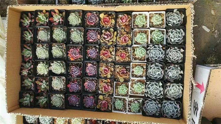 女友爱买多肉,女朋友钟爱多肉