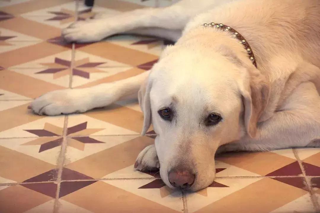 成都的十条网红狗，有的住豪宅穿名牌，比人活得还巴适