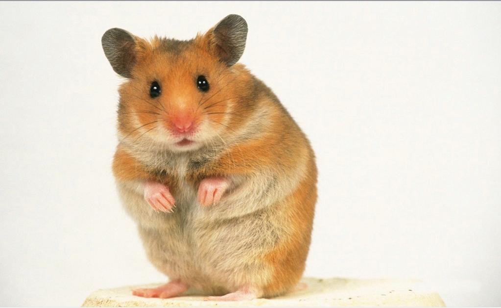 仓鼠的脾气,仓鼠的暴脾气