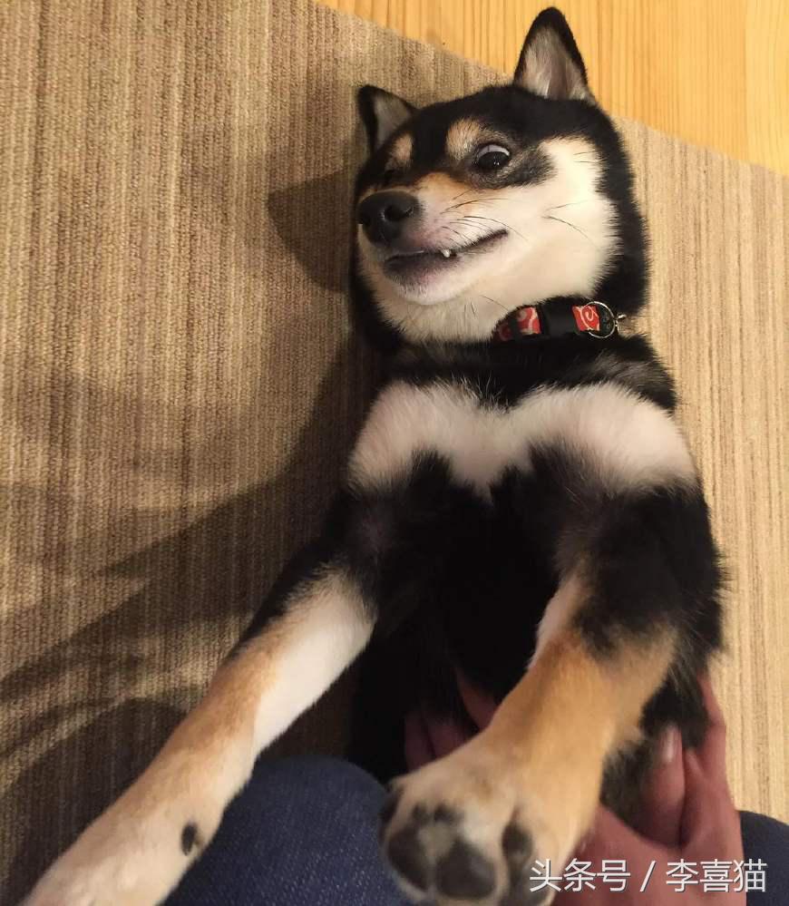 狗年就要到啦,超萌柴犬祝大家每天笑容满面无忧无虑!