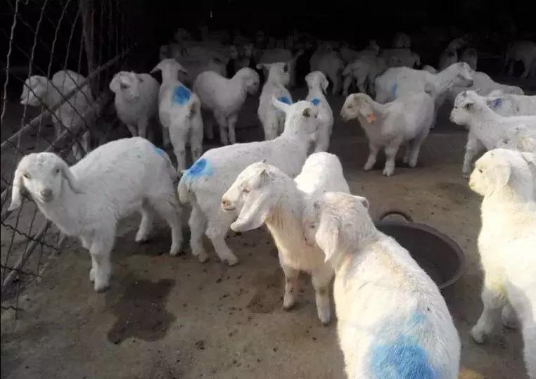 羊疥螨传染人吗,羊疥癣螨病症状治疗和预防方法