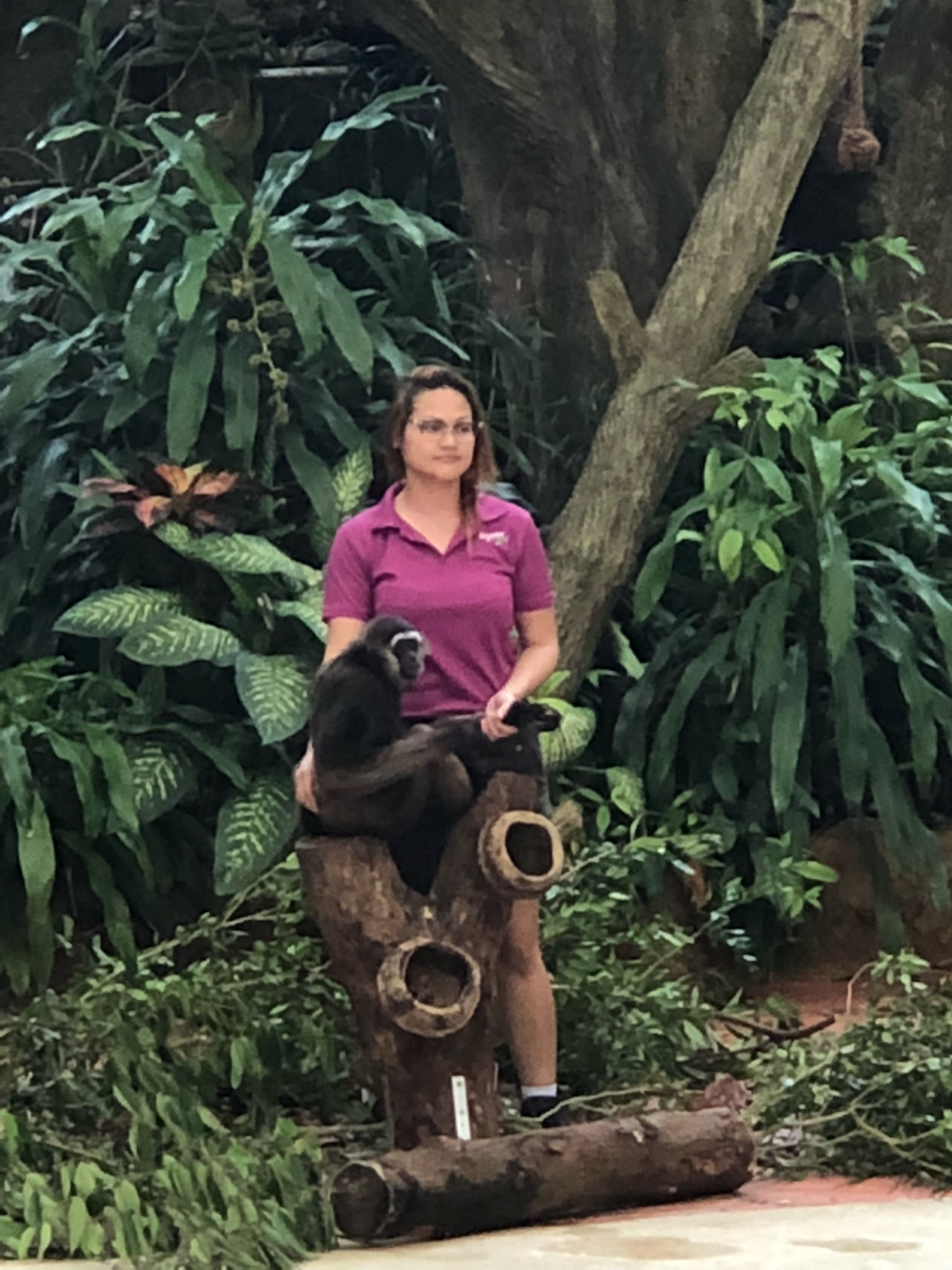 新加坡动物园哪个最值得去看,新加坡动物园自由行热门攻略