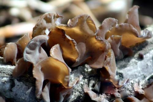 脂溢性皮炎能吃木耳吗,吃木耳会加重皮肤病吗