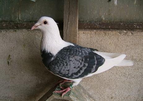 春季到了，鸽子进入了繁殖期，这些事情你做了吗？