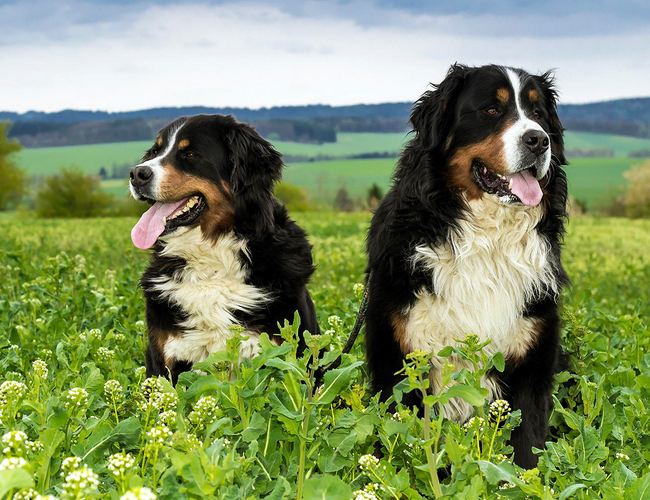 akc认证的犬种,akc认可的148个犬种