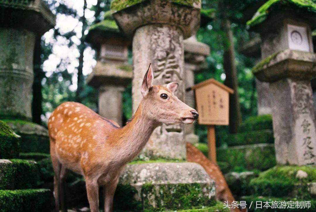 日本春节旅游攻略七日游,日本春节附近旅游攻略