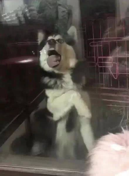 男子便宜买了只哈士奇,男子贪图便宜在网上买了哈士奇