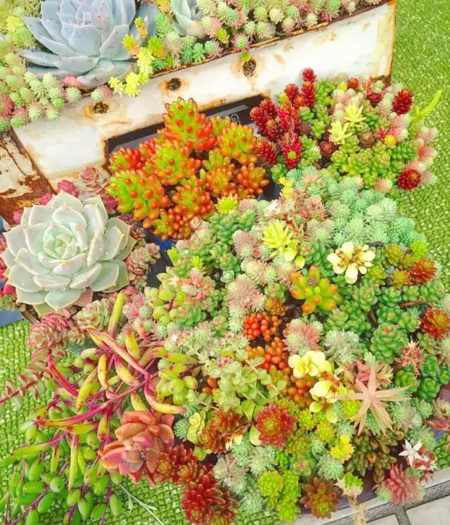 有一家多肉解忧杂货铺是一种怎样的体验