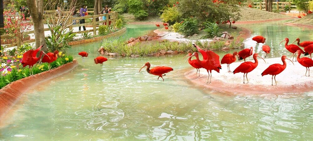 广州长隆飞鸟乐园一日游,广州长隆飞鸟乐园