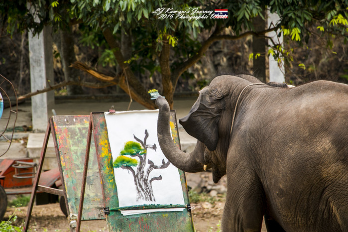 泰国清迈县旅行者,清迈佛寺之城等你采撷的泰北玫瑰