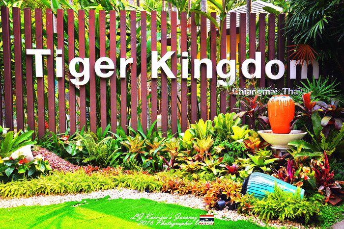 泰国清迈县旅行者,清迈佛寺之城等你采撷的泰北玫瑰