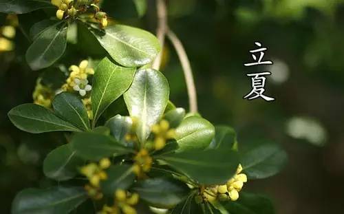 立夏快乐知足常乐,立夏人生感悟