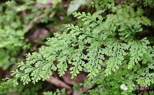 冰河开化狗熊撒欢,冰河解冻万物复苏狗熊撒欢原声