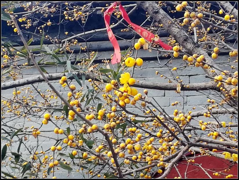 鹿泉道观十方院,鹿泉十方院最新视频