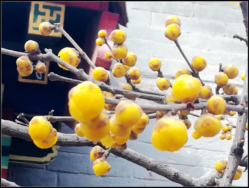 鹿泉道观十方院,鹿泉十方院最新视频