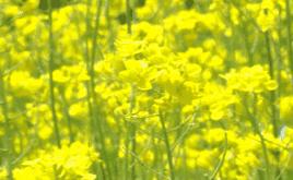 赏花蚌埠,蚌埠春季赏花