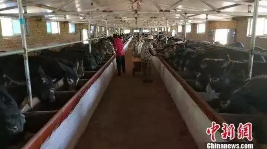 阿胶功效是假的吗,阿胶功效是真的还是炒作的