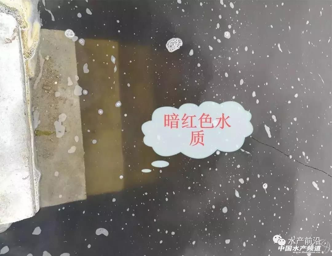 石斑鱼肠炎白便怎么治疗,石斑鱼白便怎么治疗