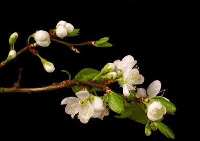 又是一年摘野菜季节,赣州有哪些野菜