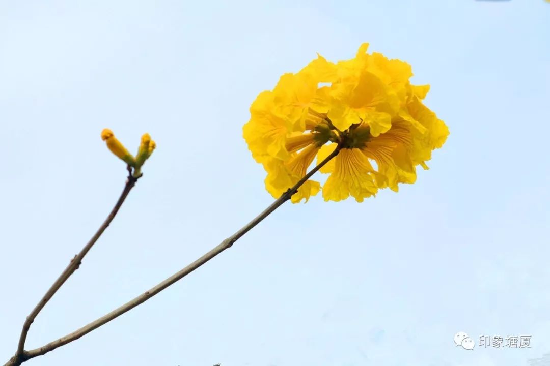 满城尽带黄金甲出处,满城尽带黄金甲