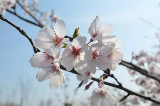 樱花开了!该寻觅浪漫了!请收好这份赏樱地图!