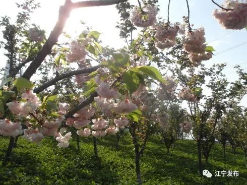 樱花开了！该寻觅浪漫了！请收好这份赏樱地图！