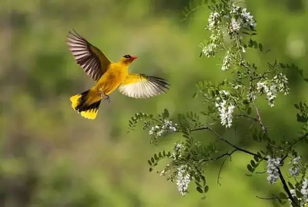 今日惊蛰各时节,今日惊蛰节气解释