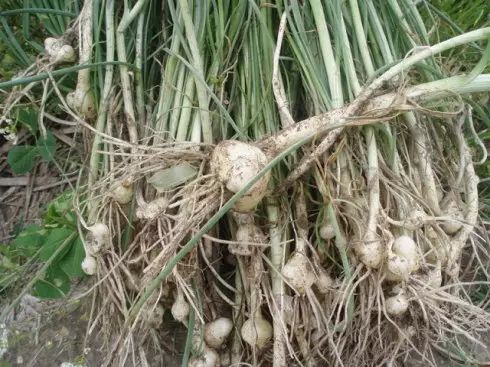 又是一年摘野菜季节,赣州有哪些野菜