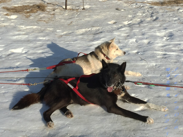 北极5天4晚旅游攻略,美国阿拉斯加6日游