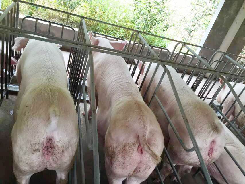 母猪肉到底有没有危害,母猪肉可以吃吗有毒吗