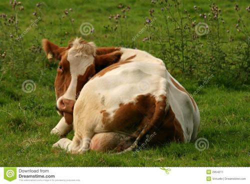 母牛不孕中药怎么治,母牛屡配不孕的原因及解决办法