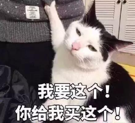 送你超模羽毛,成为逆龄仙女,“宠物界的YSL”重磅来袭!