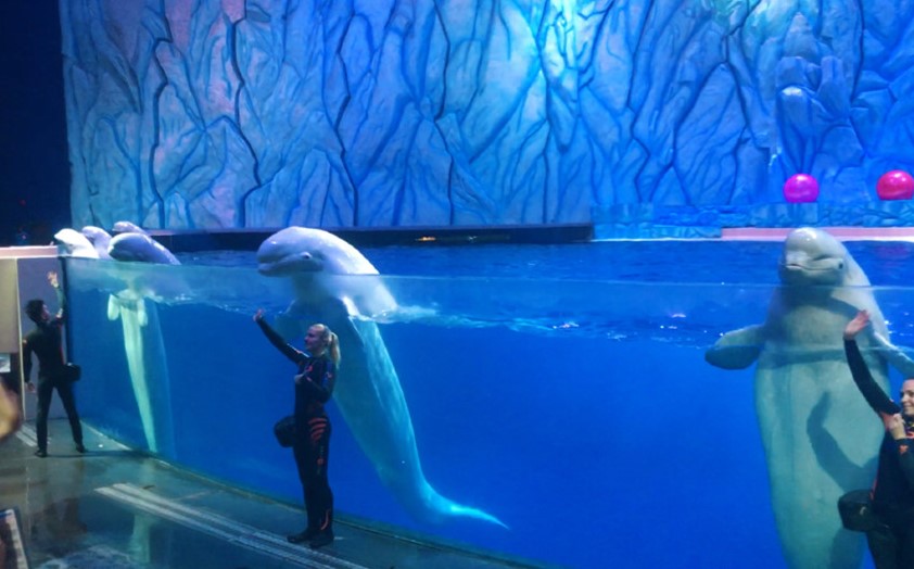 去珠海长隆海洋王国住哪里好,海昌海洋公园和长隆海洋王国