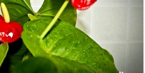 火鹤花和红掌哪个好养,火鹤红掌有什么区别吗